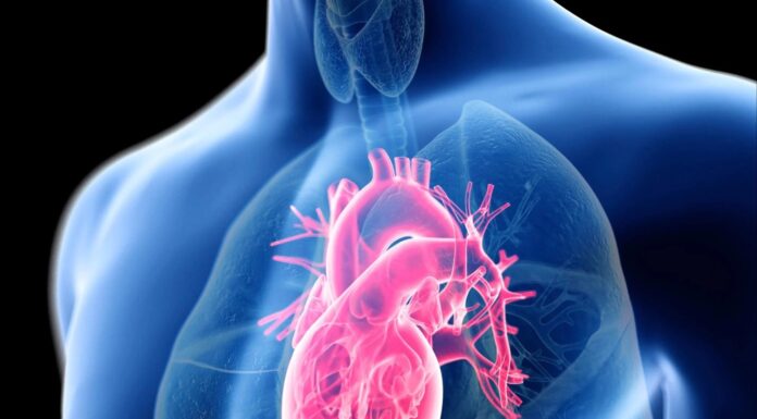 Oksitocin: Več kot le “hormon ljubezni” – ključ do regeneracije srca