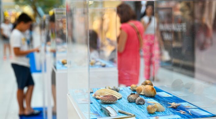 Doživite poletje kar v Ljubljani – razstava školjk v Cityparku polepša dan