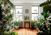 Je to najbolj podcenjena sobna rastlina za čist zrak?