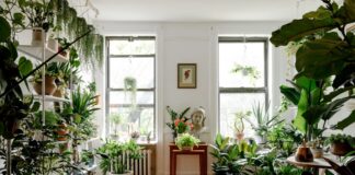 Je to najbolj podcenjena sobna rastlina za čist zrak?