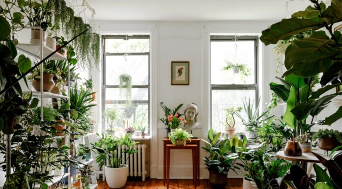 Je to najbolj podcenjena sobna rastlina za čist zrak?