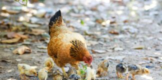 Švedska: država brez kletk za kokoši nesnice – in to brez zakona