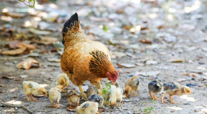 Švedska: država brez kletk za kokoši nesnice – in to brez zakona