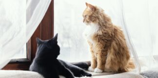 Mačke – evolucijska mojstrovina oz. “popolna bitja”