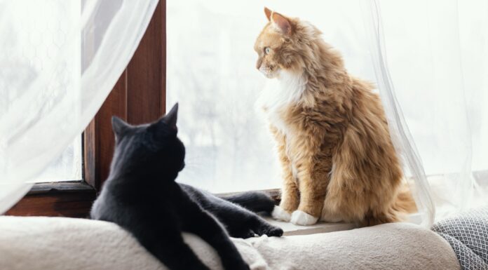 Mačke – evolucijska mojstrovina oz. “popolna bitja”