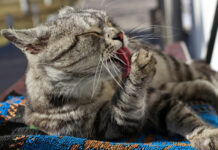 Mačke – super čista bitja, ki sodijo (tudi) na posteljo