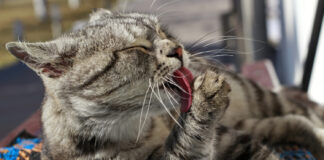 Mačke – super čista bitja, ki sodijo (tudi) na posteljo