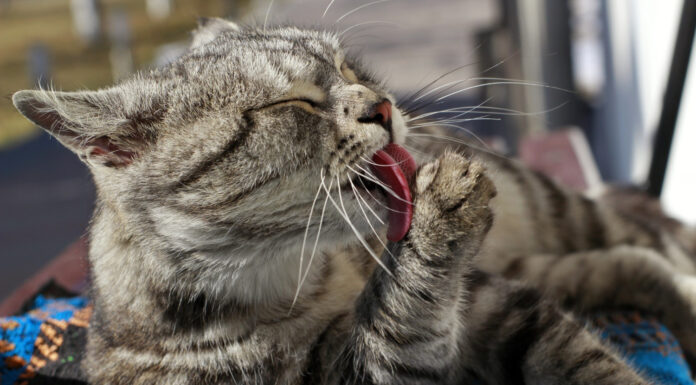 Mačke – super čista bitja, ki sodijo (tudi) na posteljo