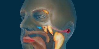 Znanstveniki odkrili nov organ v človeški glavi