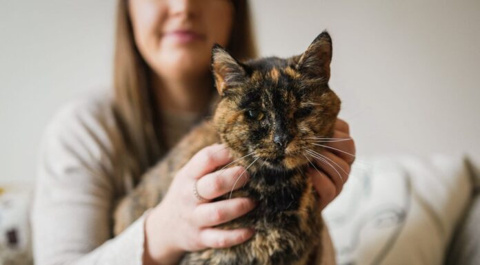 Najstarejša živeča mačka na svetu je praznovala 30 let