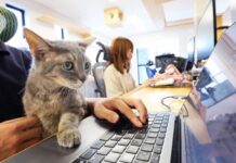 Mačje predenje namesto stresa: japonsko podjetje »zaposlilo« 11 mačk