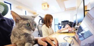 Mačje predenje namesto stresa: japonsko podjetje »zaposlilo« 11 mačk