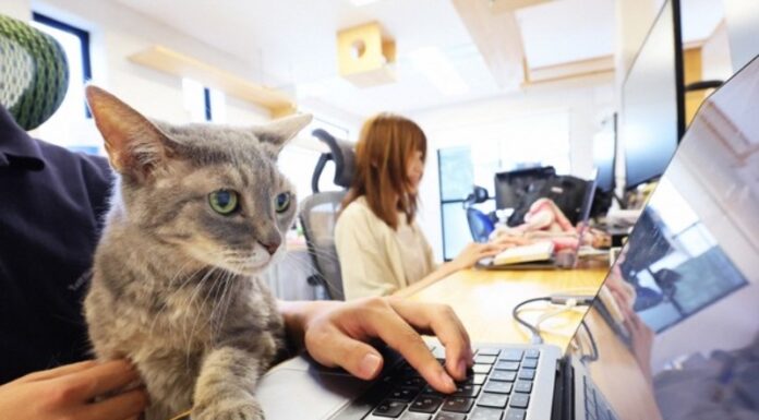 Mačje predenje namesto stresa: japonsko podjetje »zaposlilo« 11 mačk