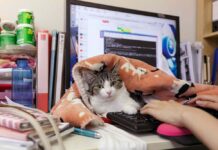 Mačje predenje namesto stresa: japonsko podjetje »zaposlilo« 11 mačk