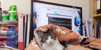 Mačje predenje namesto stresa: japonsko podjetje »zaposlilo« 11 mačk