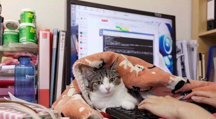 Mačje predenje namesto stresa: japonsko podjetje »zaposlilo« 11 mačk
