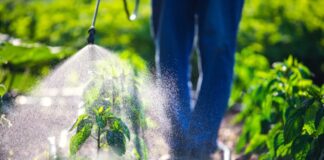 Pesticidi povezani z do 70 % povečanjem tveganja za to smrtno bolezen